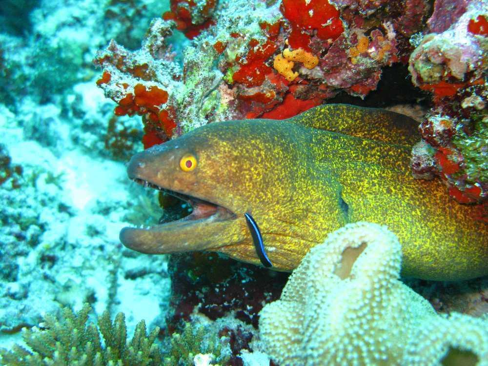 Elite Beach Inn Hulhumale Exteriör bild
